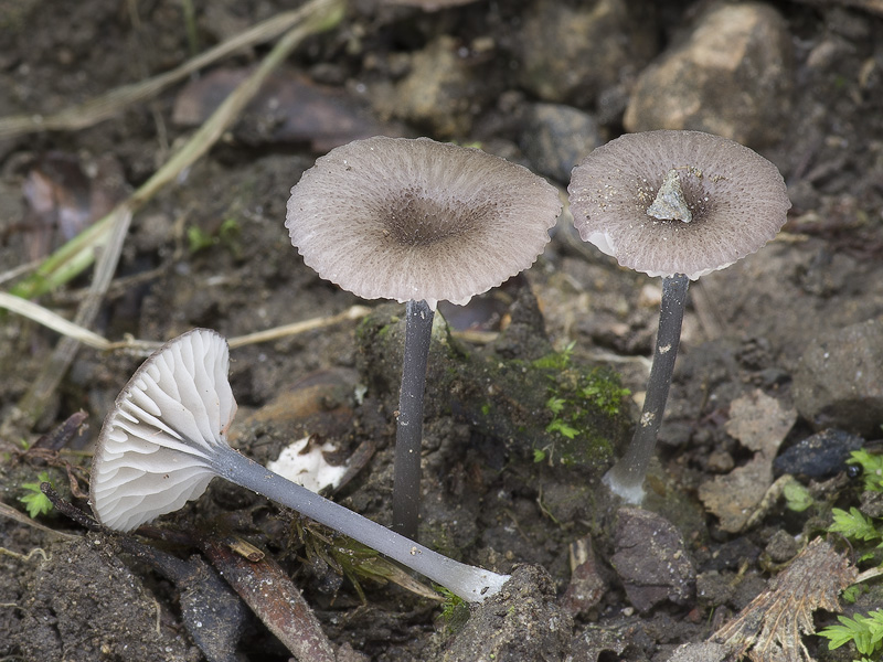 Entoloma incarnatofuscescens